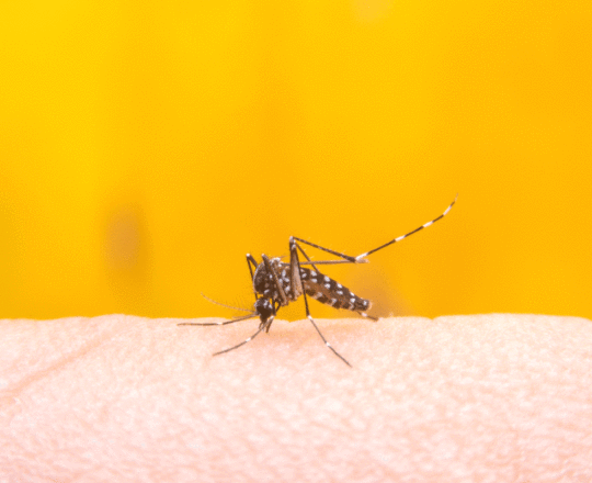 SP registra aumento de 2.769% no número de casos de dengue em 2019
